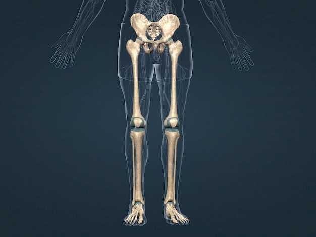 Понимание анатомии: где находится шейка бедра у женщины