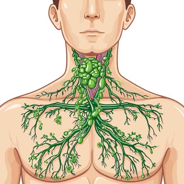 Анатомия верхних яремных лимфоузлов: расположение и структура